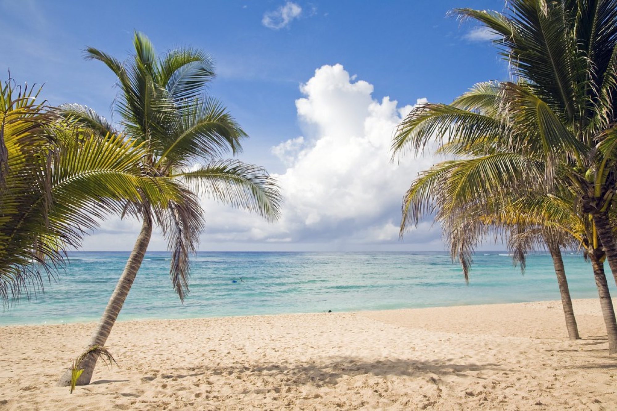 Palm trees over a white-sand beach